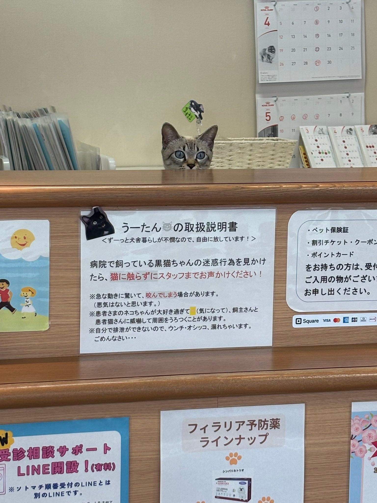 带猫去宠物医院打针，结果发现今天的前台也是猫