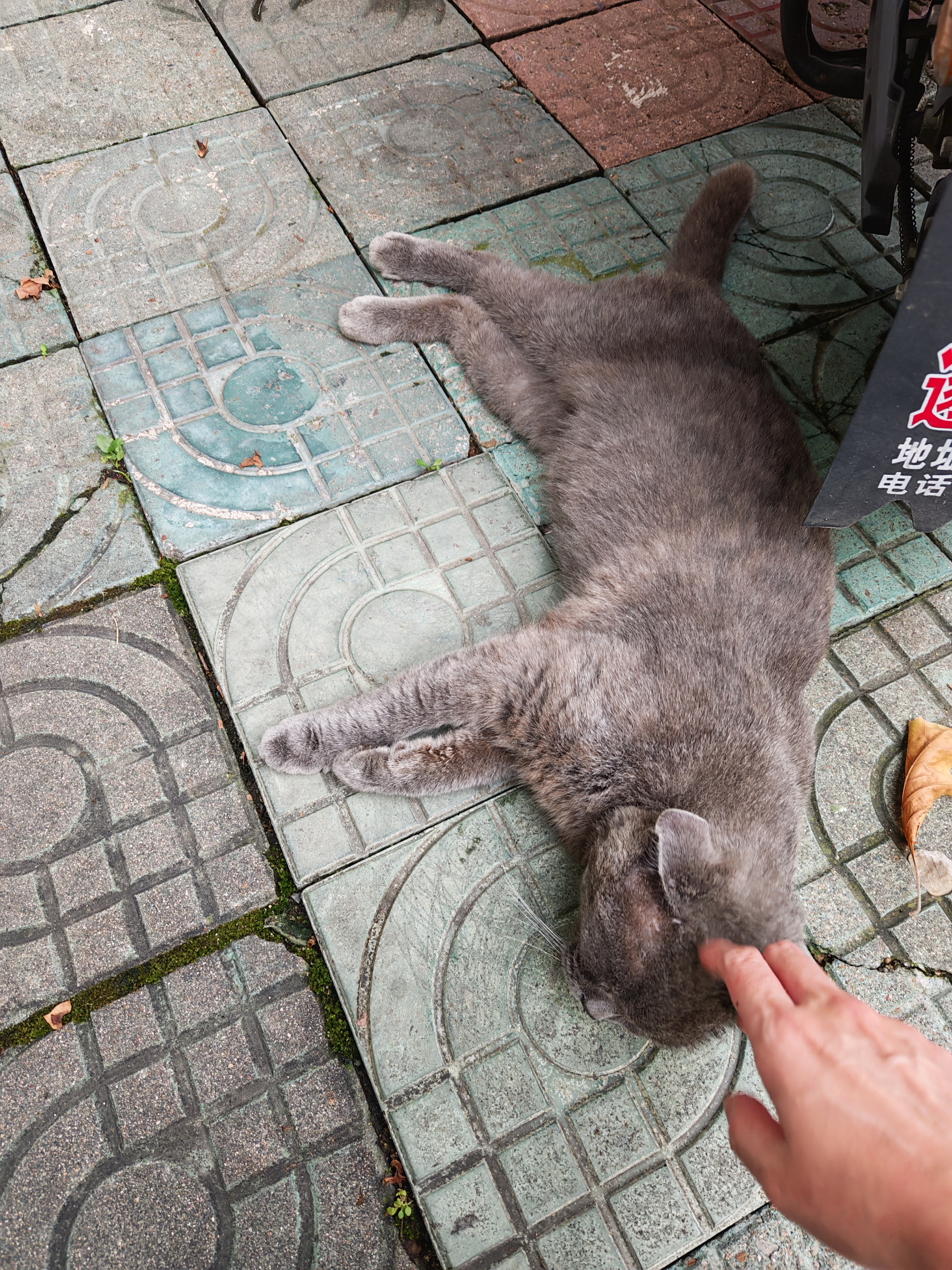 撸下猫