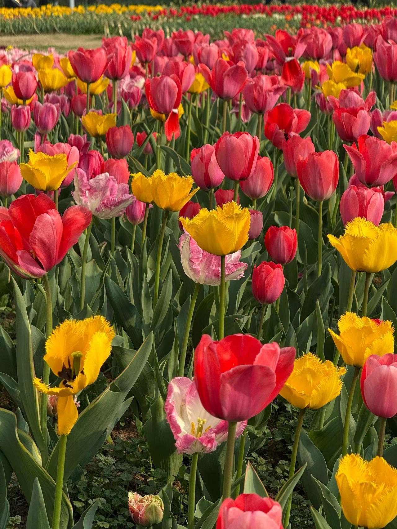 花瓣厚实又利落，开得大方又坦荡，没有半分扭捏。风一吹轻轻晃动，像一群踮着脚的小姑