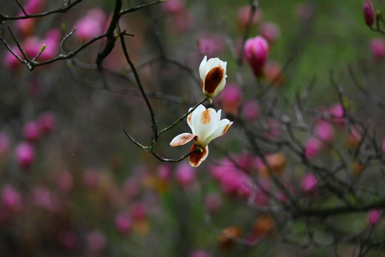 分享最美的花朵美景枝头玉兰凝露绽放，素白花瓣晕着淡淡粉棕，像把春天的温柔都揉进了