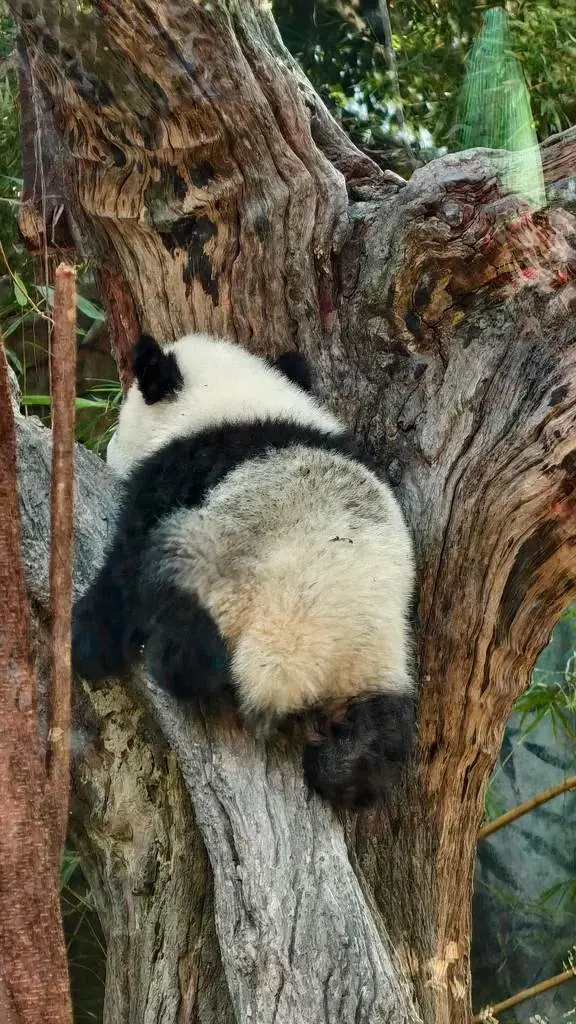 七个月大的妹猪给自己上了个色😄