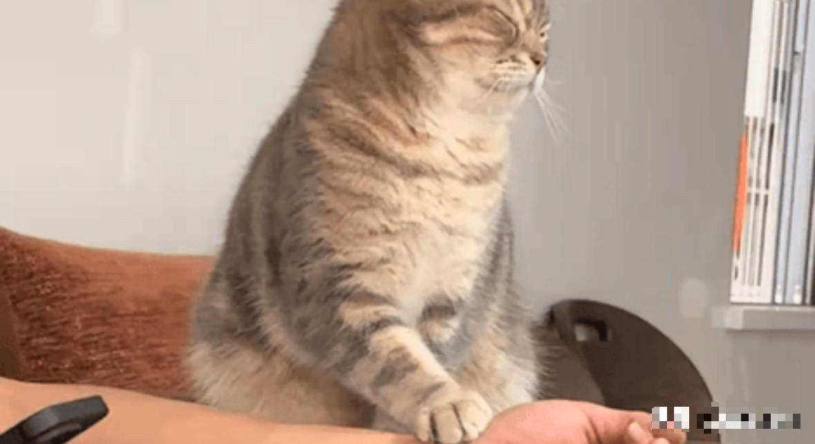 “简直萌化全网！”谁能拒绝这么会心疼人的小猫咪啊。近日广东一名男子加班累到极致，