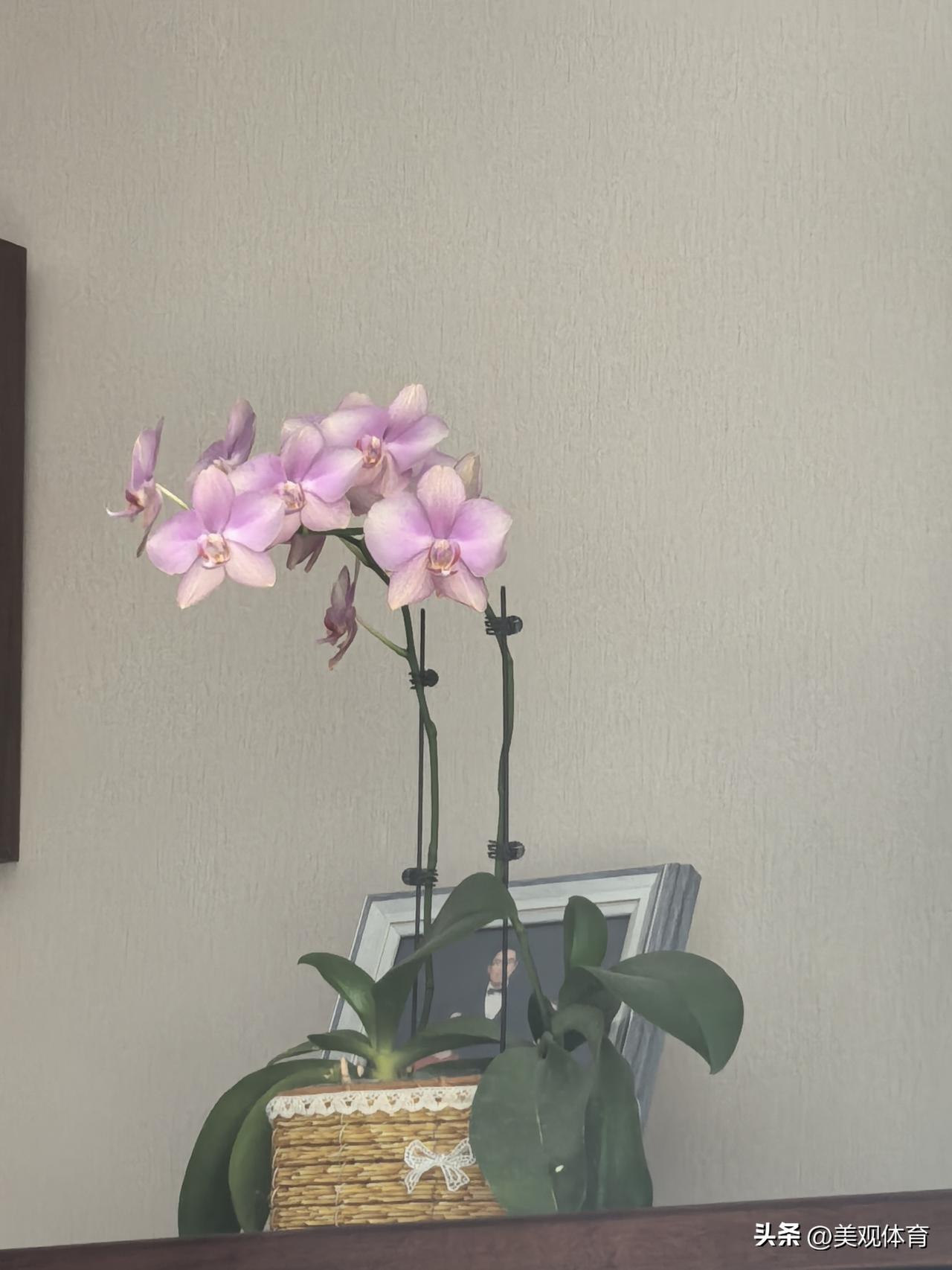 蝴蝶兰的颜色随着节气发生变化：立春、雨水各有色彩。