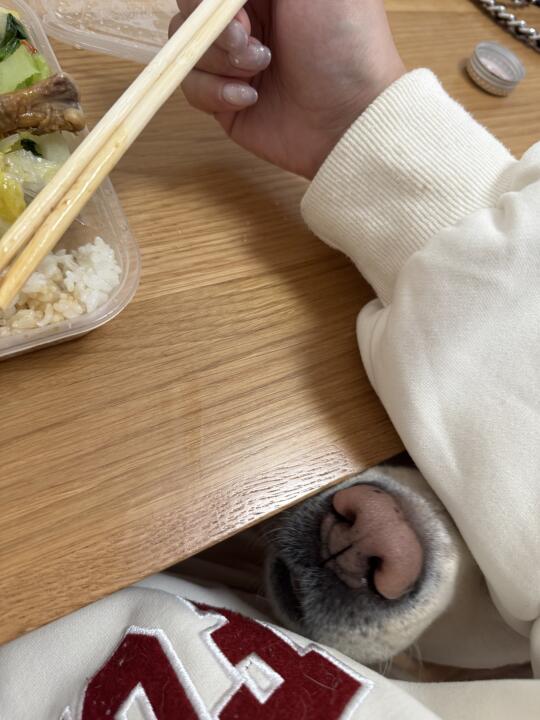 小狗饭搭子