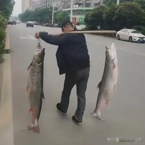 男子钓获105斤巨鱼，7000元售出引惊叹

近日，一名男子钓鱼时迎来高光时刻，