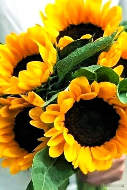 ✨🌼每日一悟

时光如梭光阴似箭，
人生弹指在一挥间，
几度春秋到了晚年。
