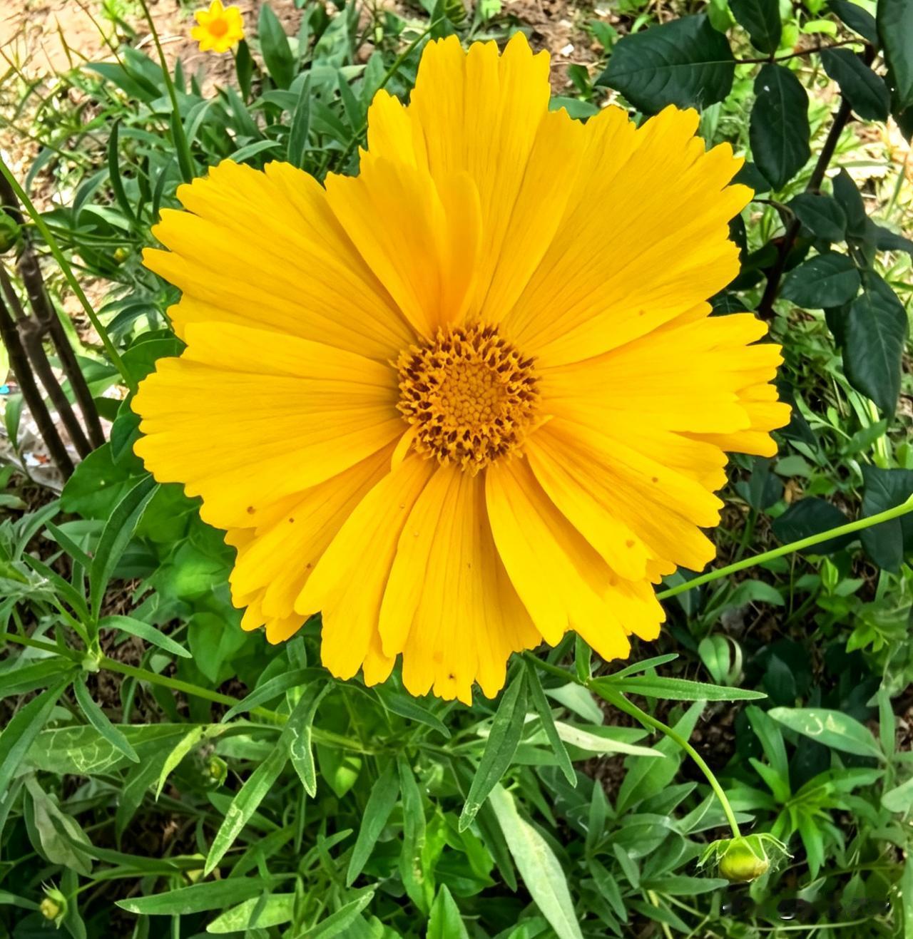 这朵像小太阳一样的金鸡菊，是夏天递来的温柔信笺。它开得热烈坦荡，像在说不必追赶什