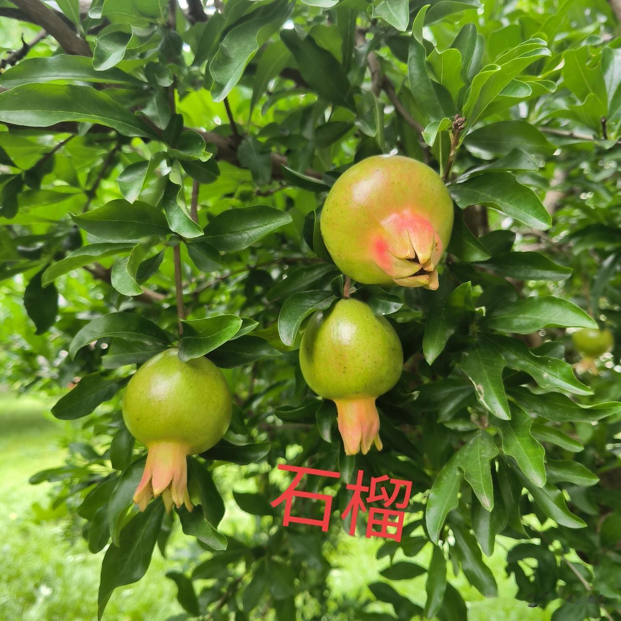 毕业季，校园里弥漫着淡淡的忧伤

昨天上午，学校举行了毕业典礼，在这个校园里读了