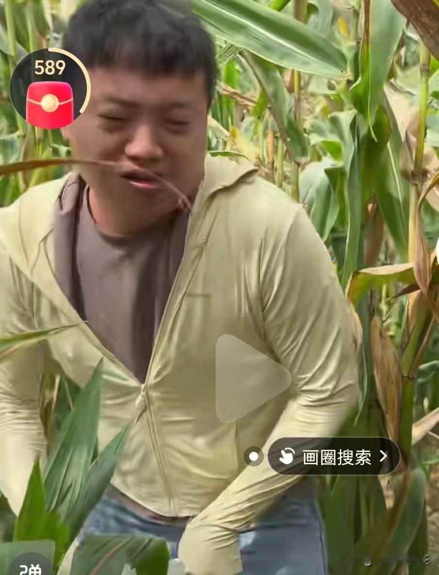 小乔娘家掰玉米了，二女婿来帮忙。
        小乔娘家要收玉米了，小夕和余雪