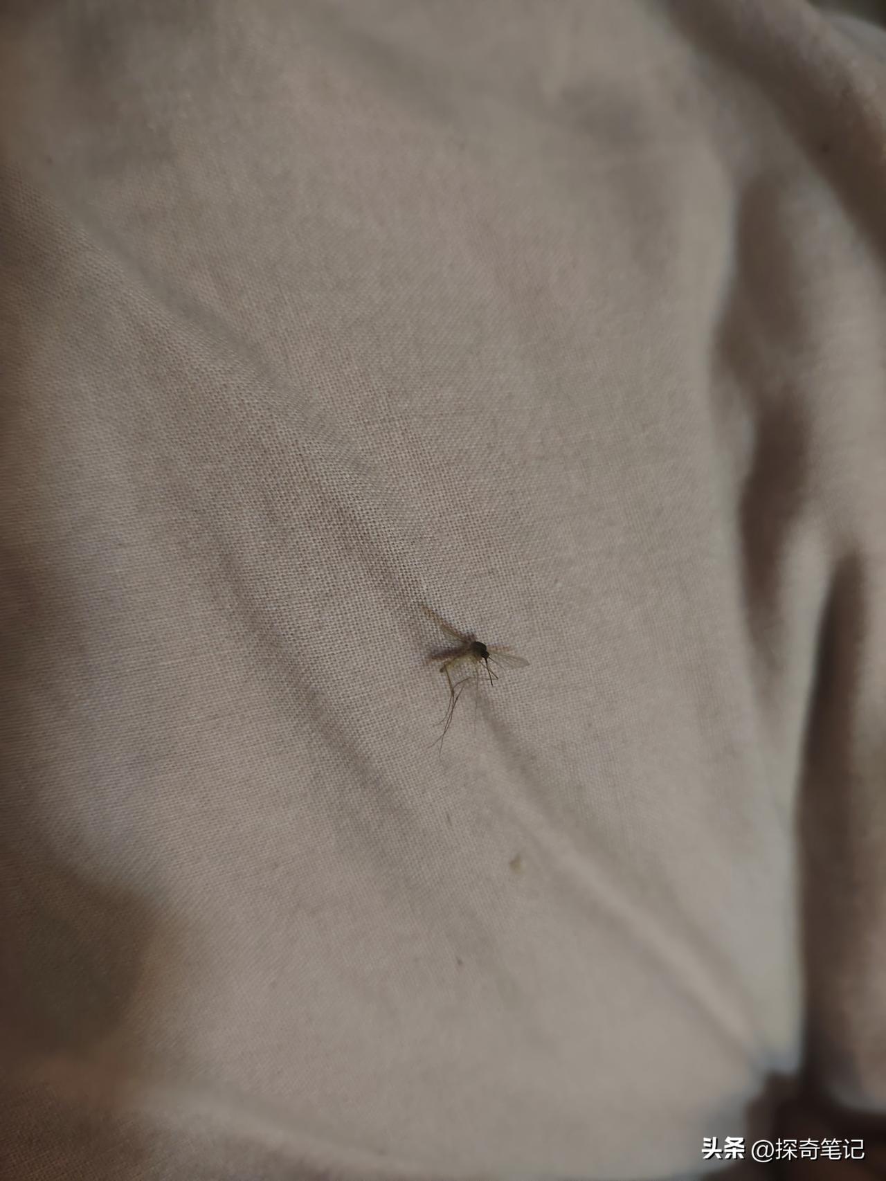 现在的蚊子真的就进化成这么牛逼了吗？作为一个北方人，你有没有发现，这几年到了11