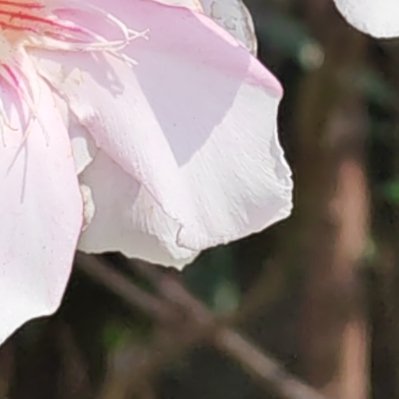 每日一善 碧叶如竹，粉瓣似桃。暖风拂过枝桠，夹竹桃静静舒展芳华。不与繁花争艳，自