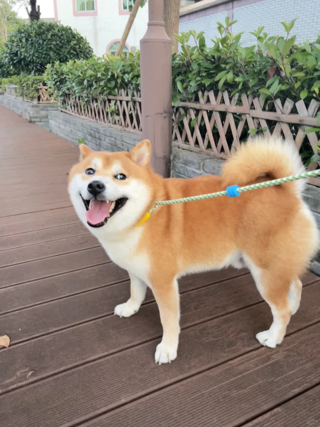 看起来心眼子还蛮多的小狗
