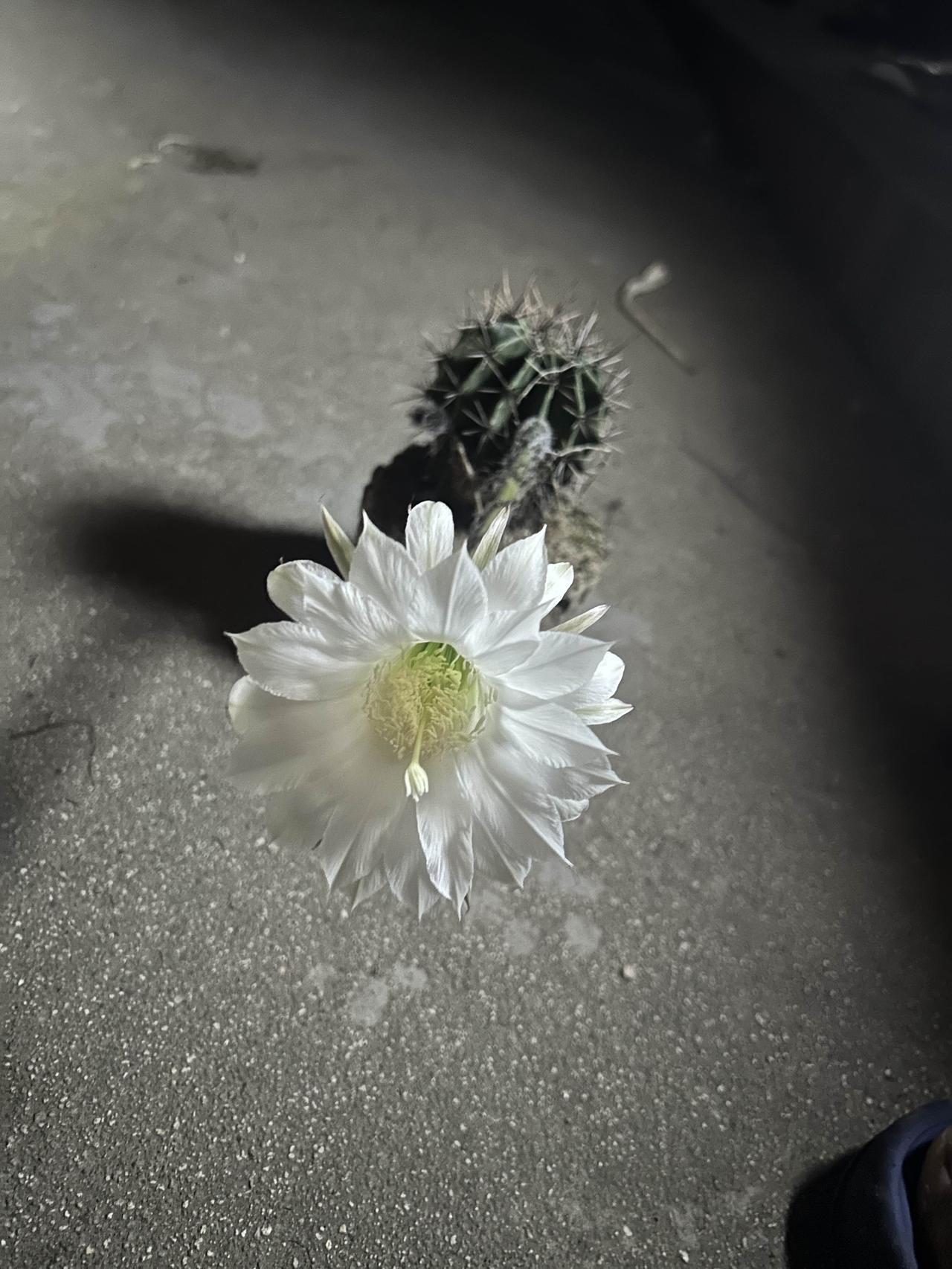 我家的仙人球开花了🪷绿植仙人球 花绽仙人球