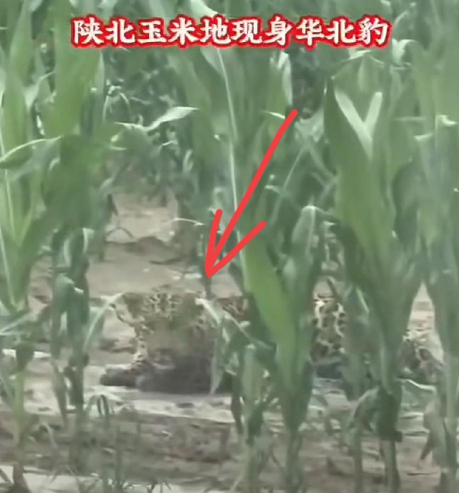 农田中惊现华北豹，这种动物数量快速增长，另外还有东北虎，棕熊，黑熊，藏马熊、野猪