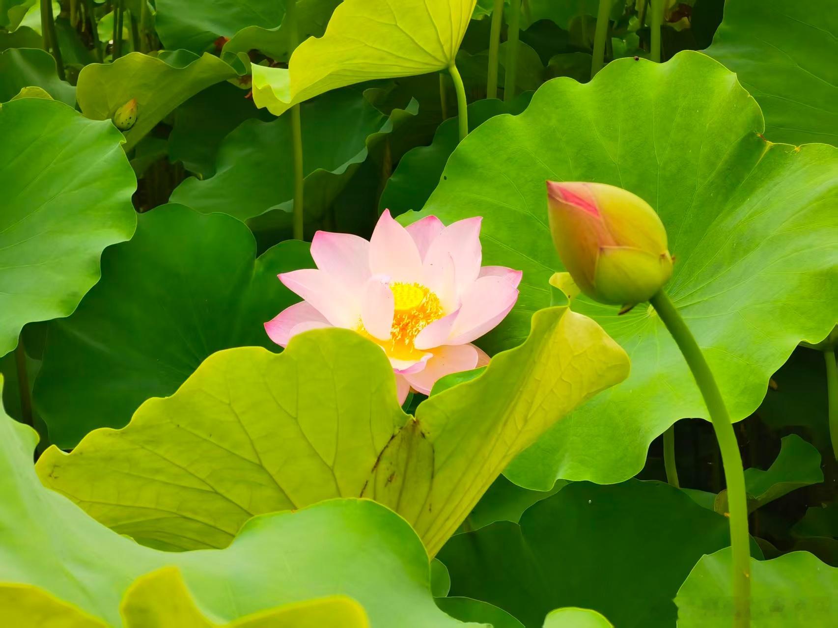 浮世如浊浪，光阴似箭过。  当勤修戒定慧，莫待白发空蹉跎🙏  ——精进在当下，