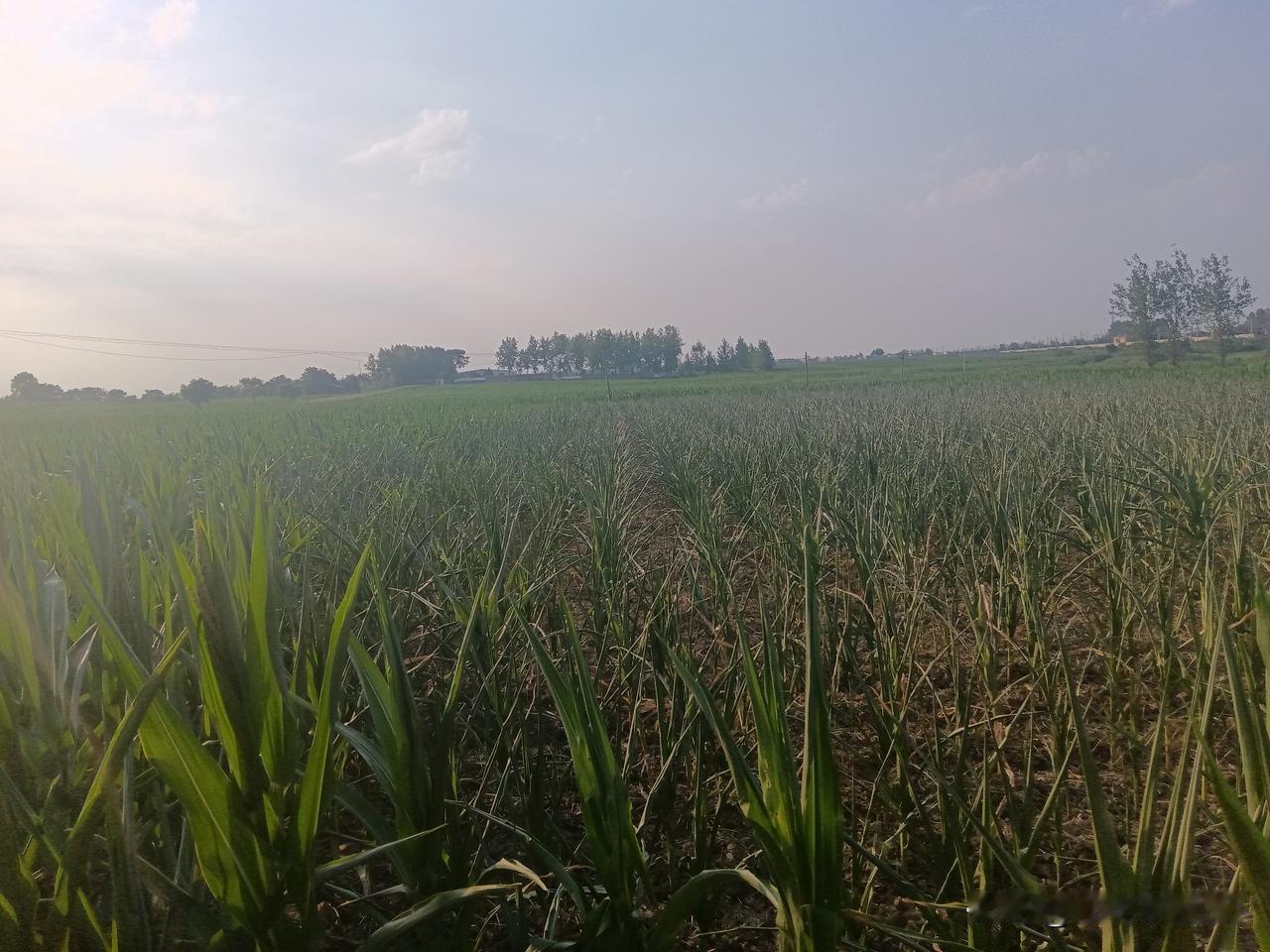 邓州南边几个乡镇持续干旱，部分田地玉米已经干枯，近几天预报天天有雨，可偏偏一滴未