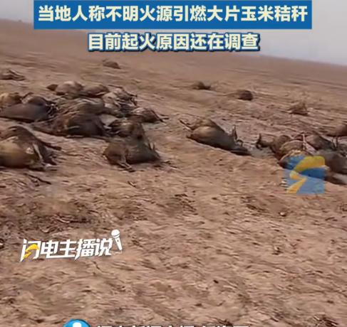 “严查到底！”1月9日，山西大同，一残疾男子靠养羊维持生计，这天在山上放羊时，不