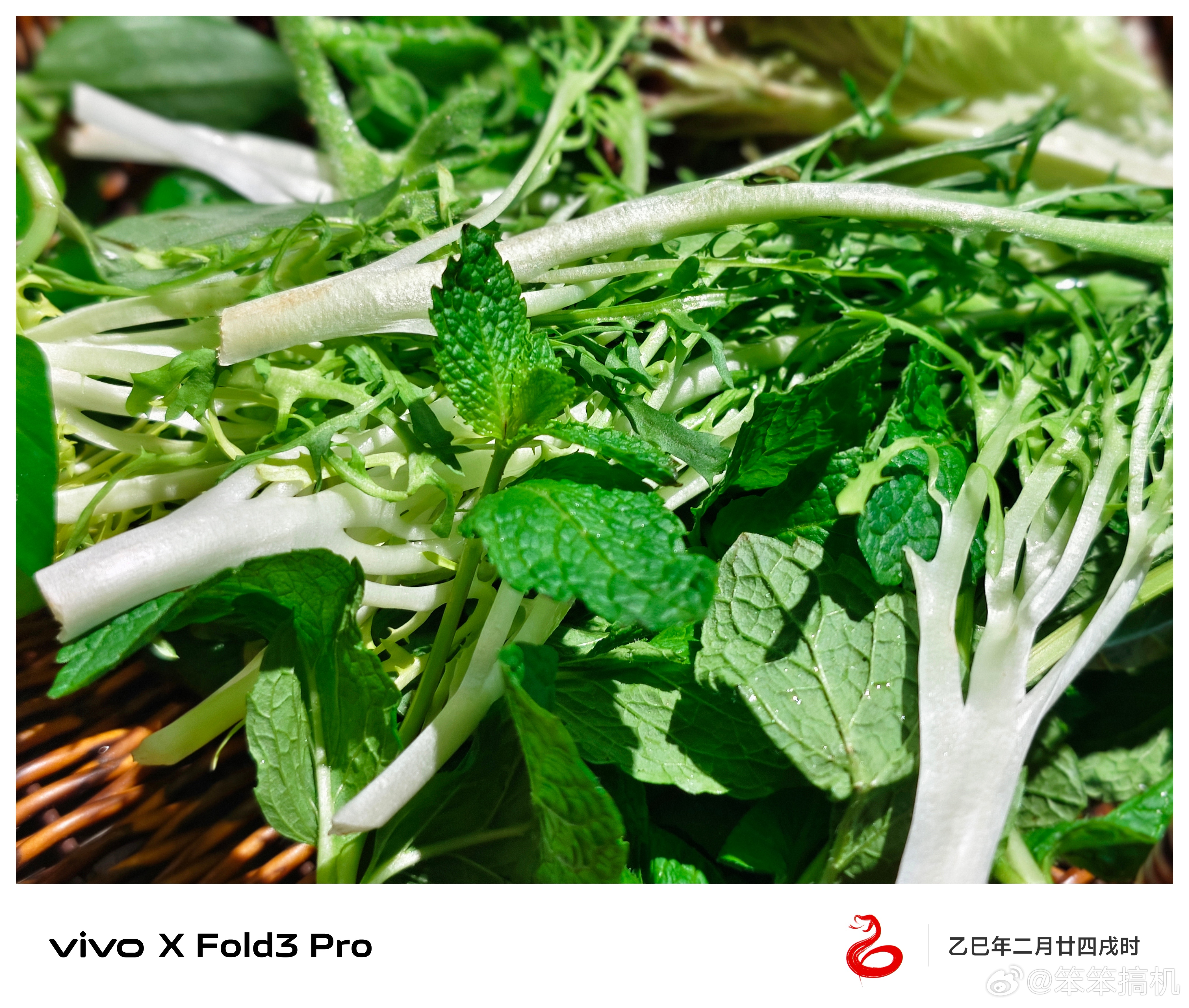 今天吃全素宴，我的晚饭是煮薄荷、马齿笕、板蓝根、田七、紫色生菜、芝麻菜、苦菊、菊