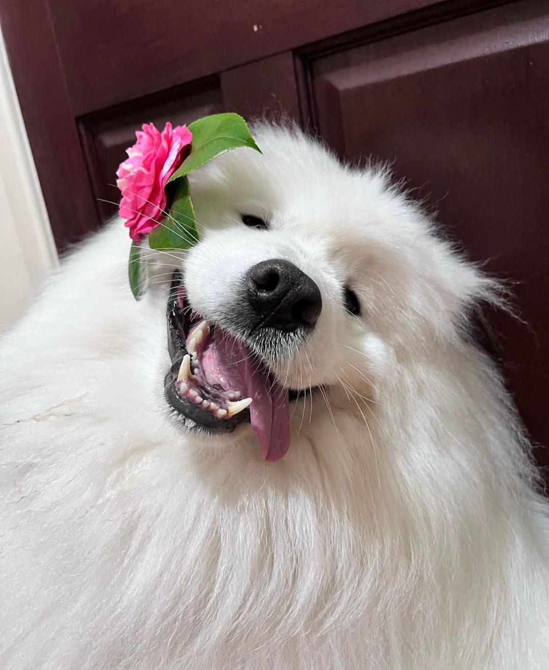 美丽的姨姨，你愿意请我吃今天的晚餐吗？ ​​​