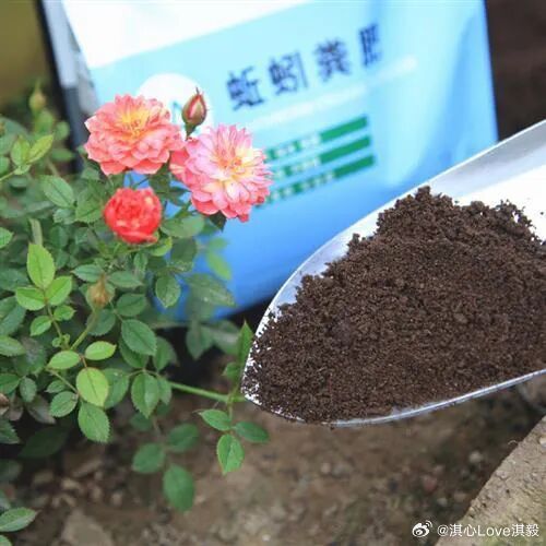 有些小玩意，扔花盆里面，当肥料，省钱又实用！一、黄豆养花如果家里有一些放过了期的