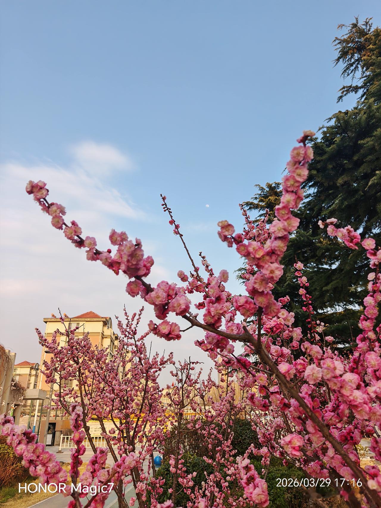 有没有漂亮的花朵图片吗
