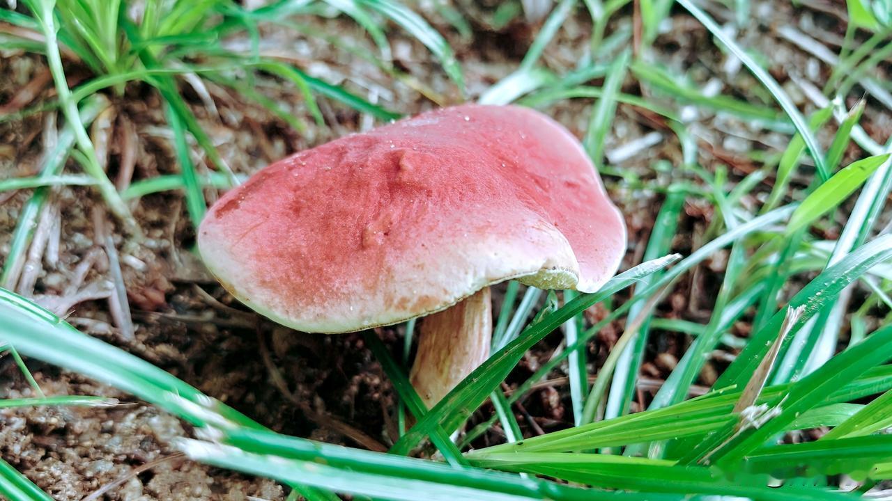 秋日生活打卡季漫步河岸的小树林，遇上不知其名的红色蘑菇，随手拍下。