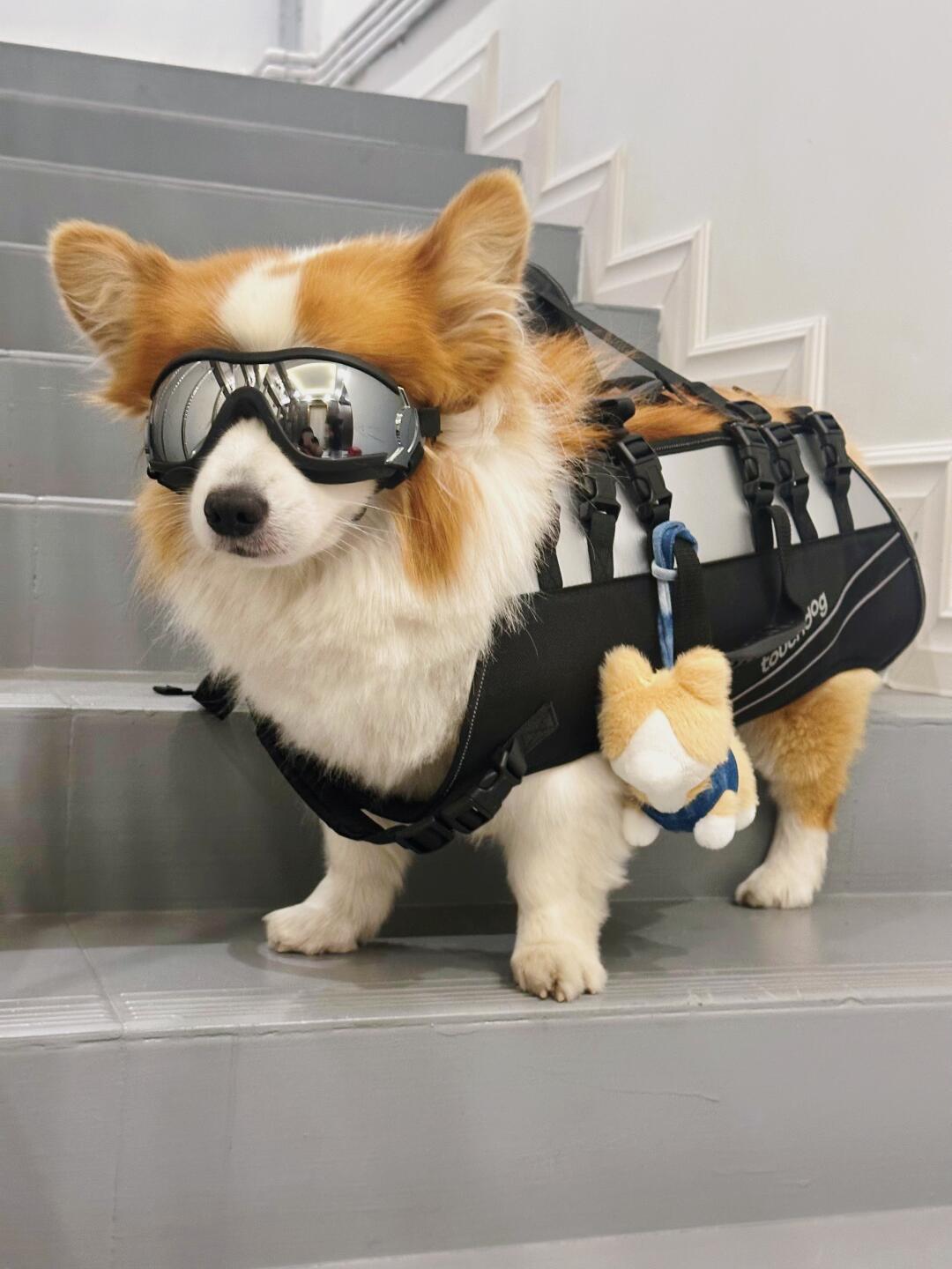 福sir今天当挂件🐶
