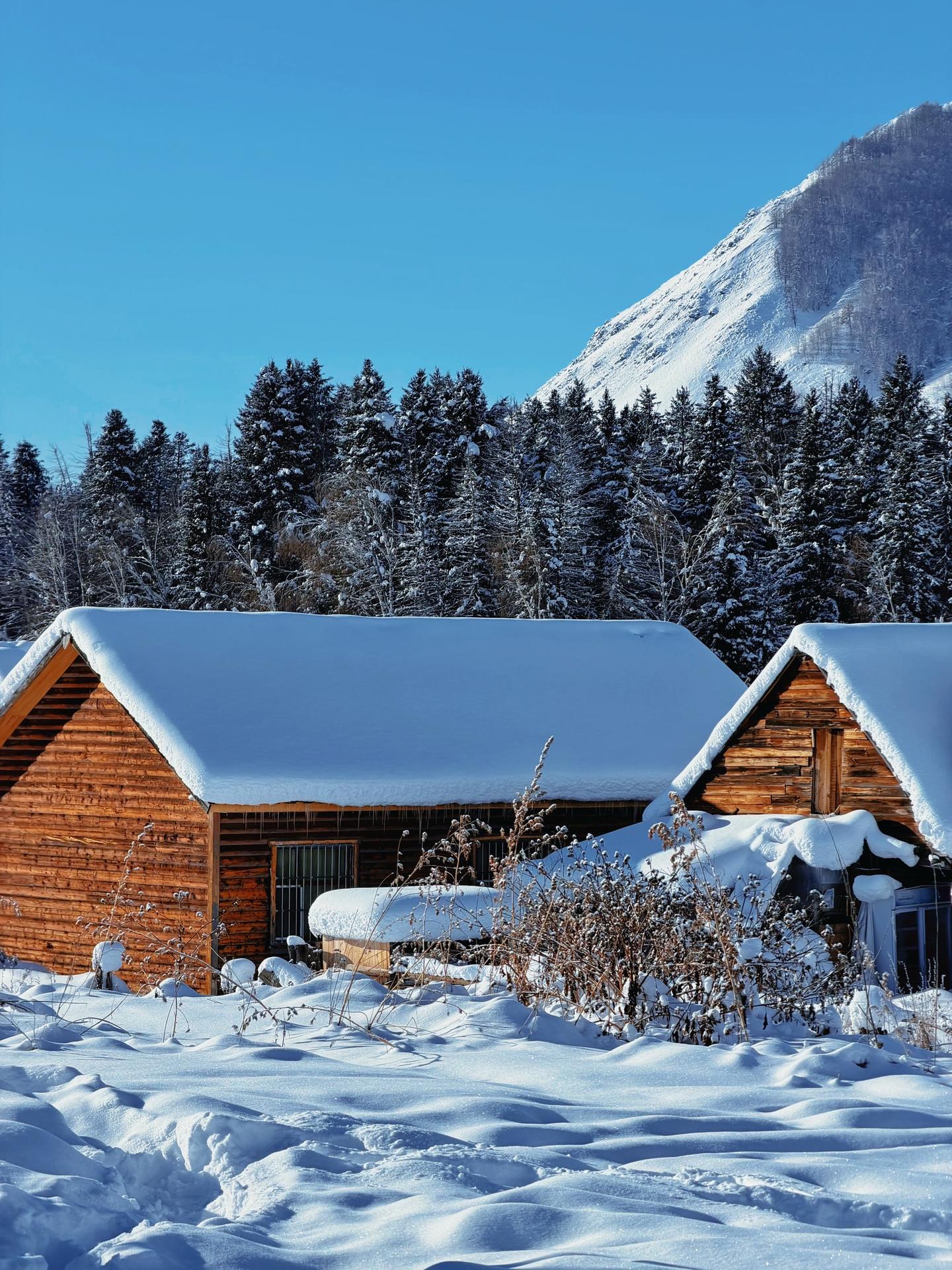 禾木的冬天美的让人窒息。 雪景，木屋，蓝调时刻，河流，漫山遍野的圣诞树...