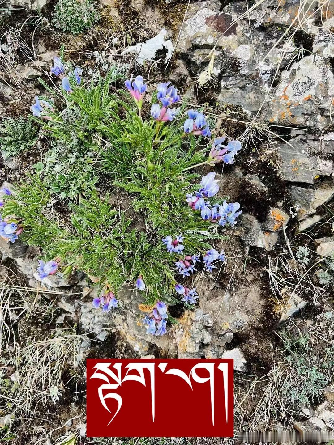 ༄༅། །གངས་ཅན་ས་མཐོའི་སྐྱེ་དངོས་རིགས་ཀྱི་ཕ