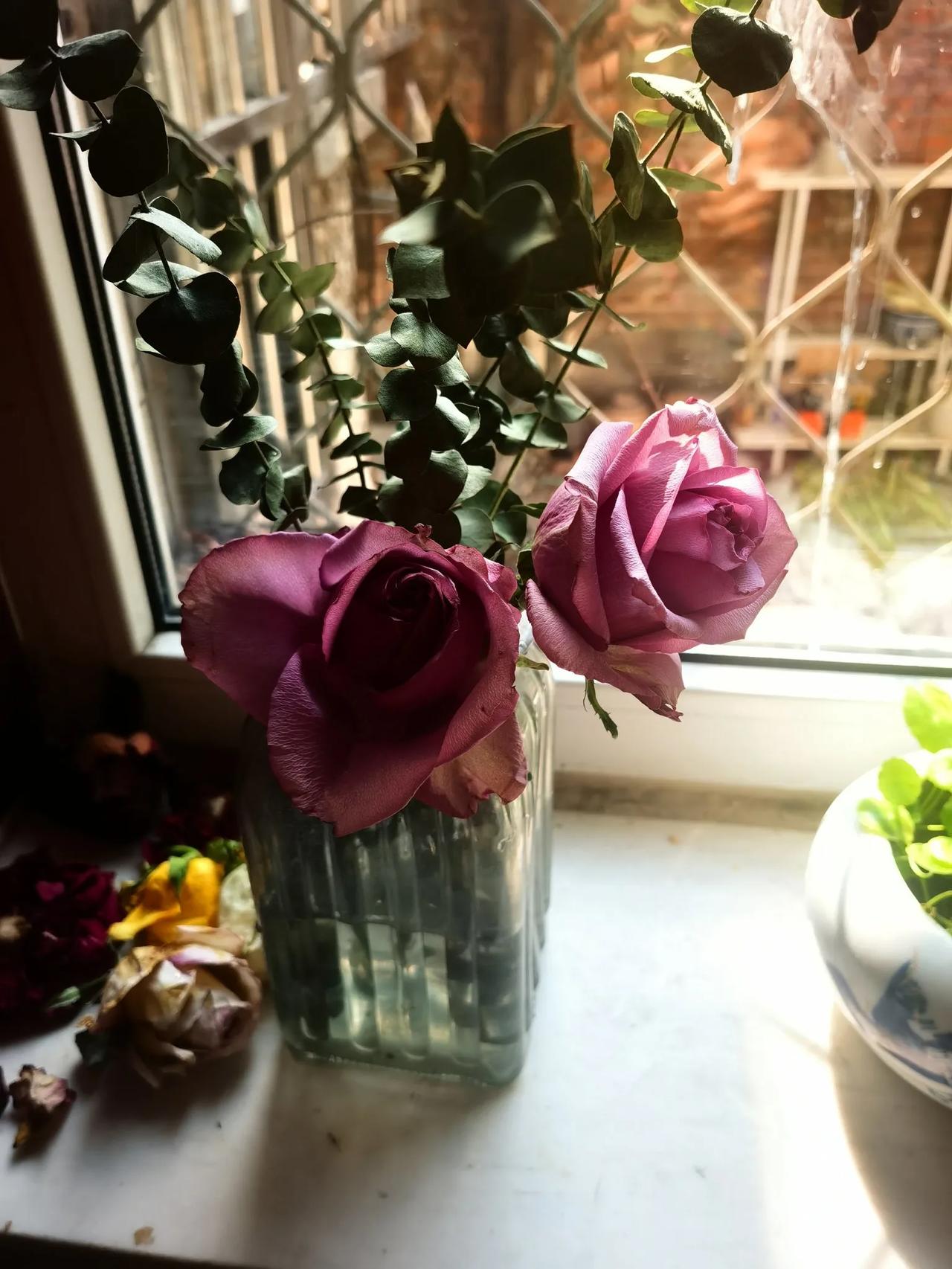 2月14日买的玫瑰花，花瓶剩下两朵，支撑不住的渐次剪下来。
美丽玫瑰像半老徐娘。