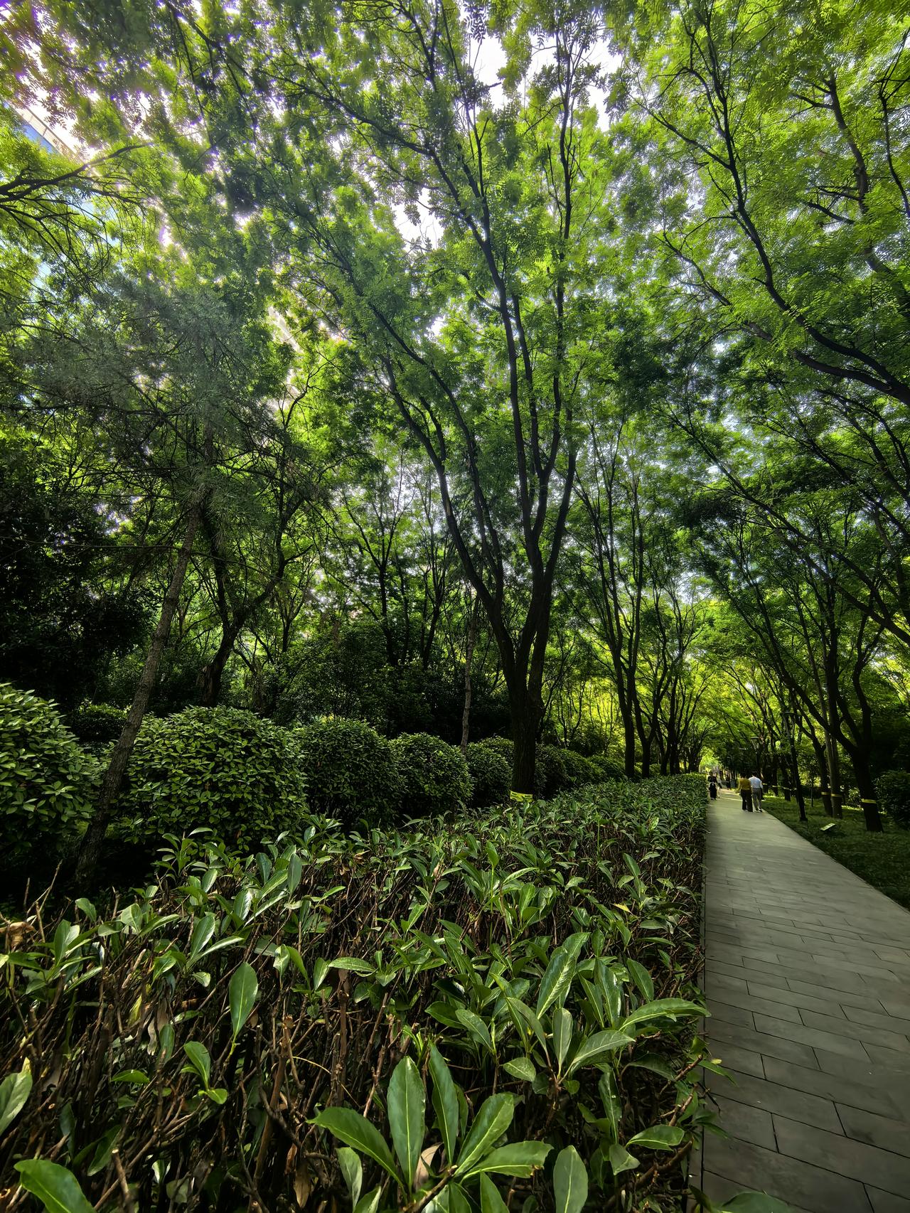 春日美景大赏西安唐延路上的街心运动公园，太舒服了！住这附近的群众太有福了，这么好
