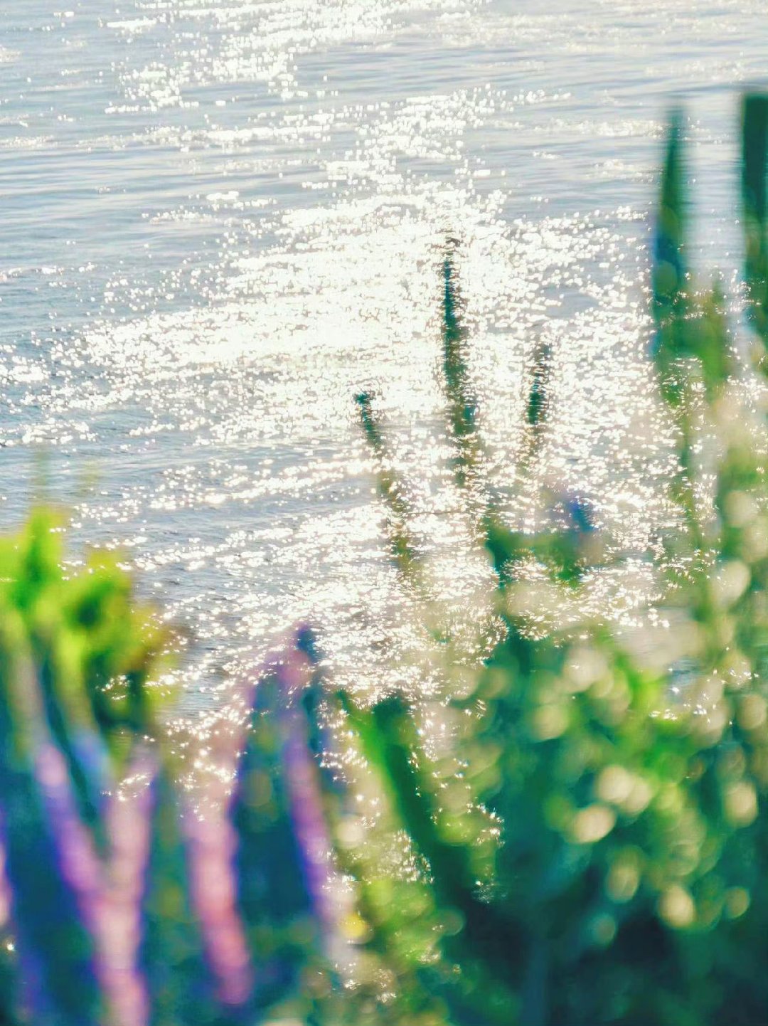 岁月清浅，花草温柔，大海浪漫，人间值得 ​​​