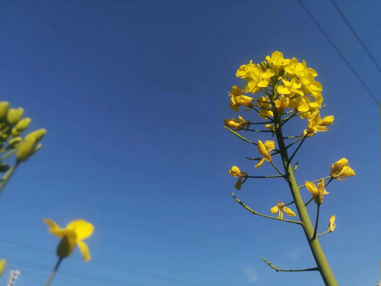 油菜花的花语，你想要的一切都会有盐亭