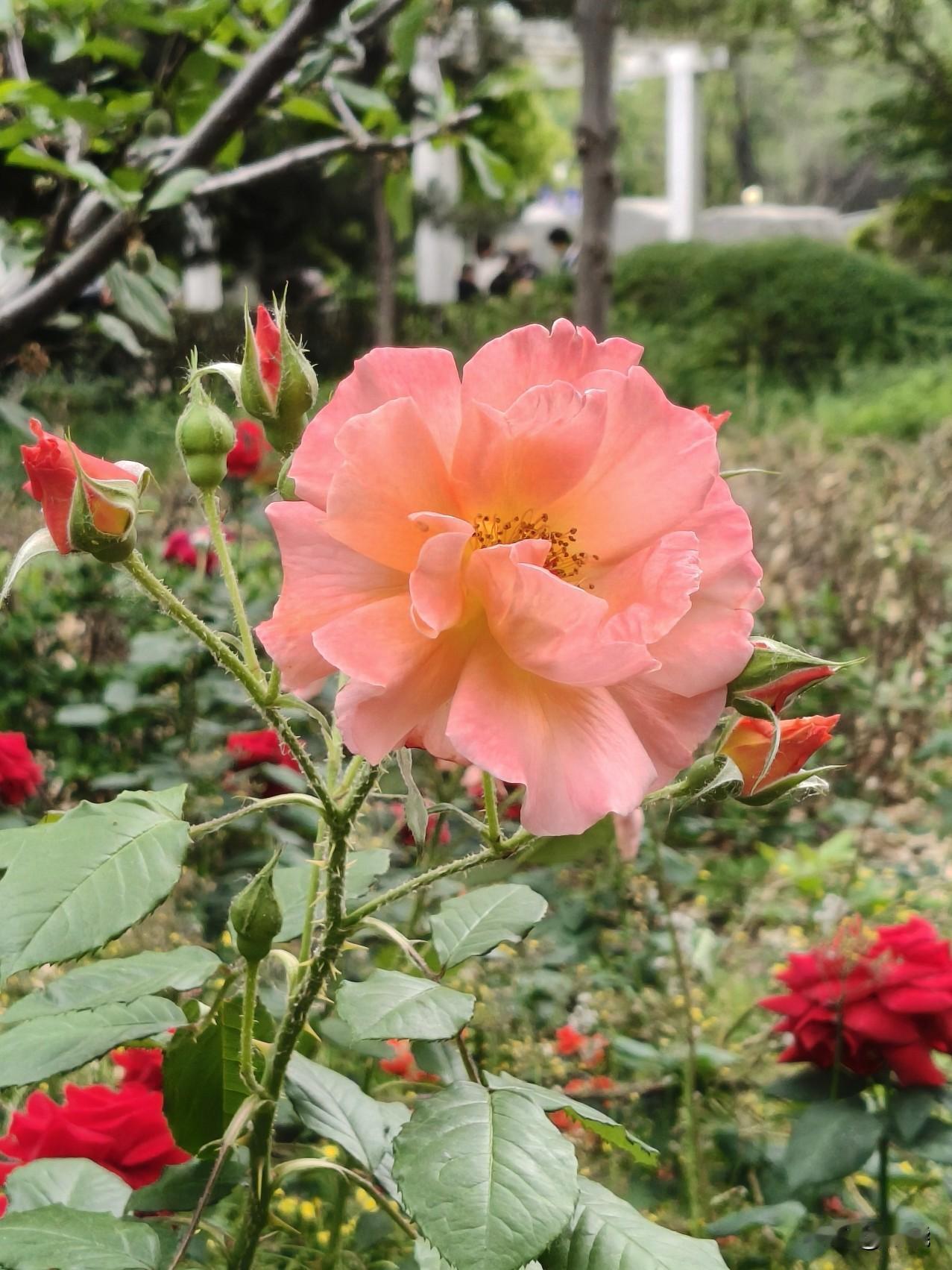 橙色月季花
下午路过小区花园，一眼看到橙色月季花。鲜艳亮眼，充满生机，还带着淡淡