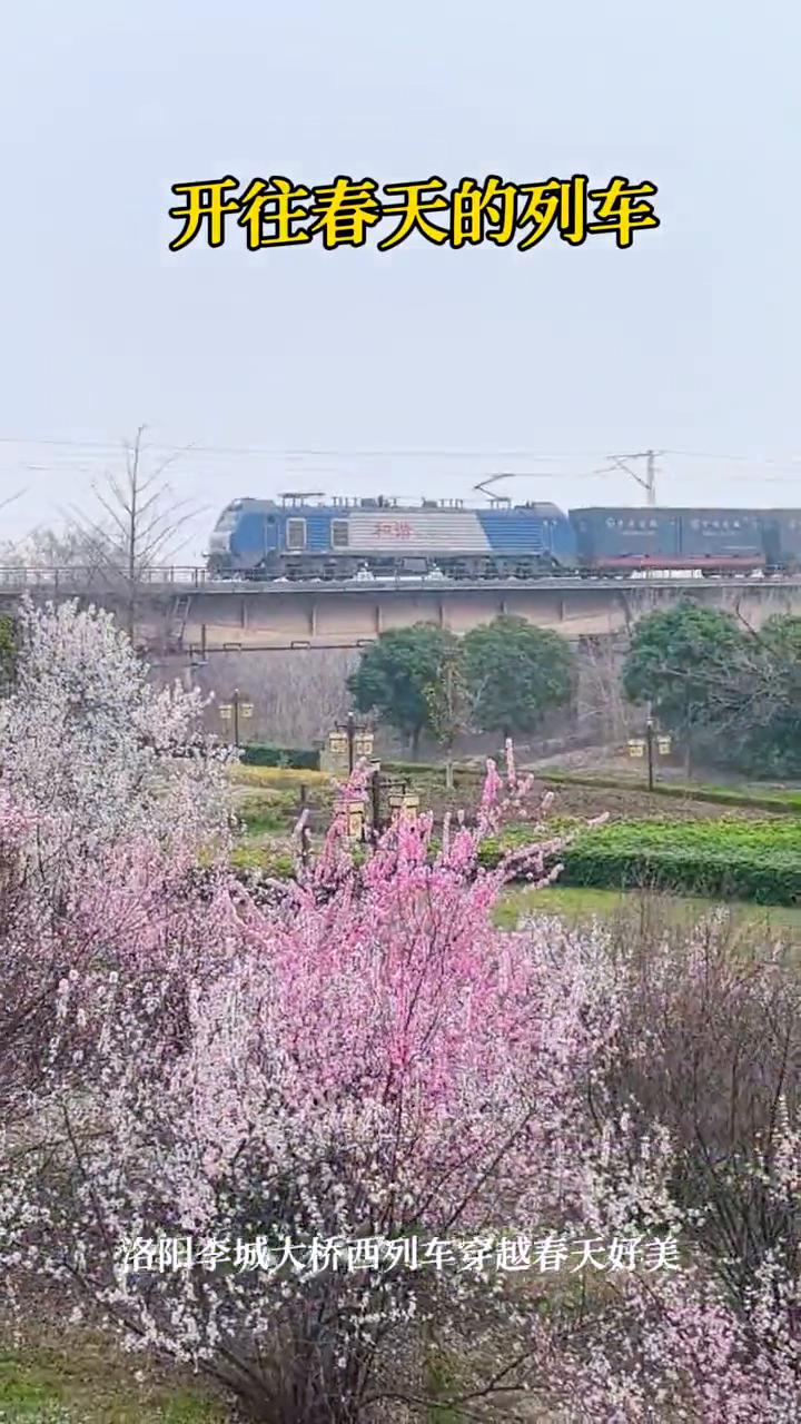 开往春天的列车。
洛阳李城大桥西列车穿越春天好美。