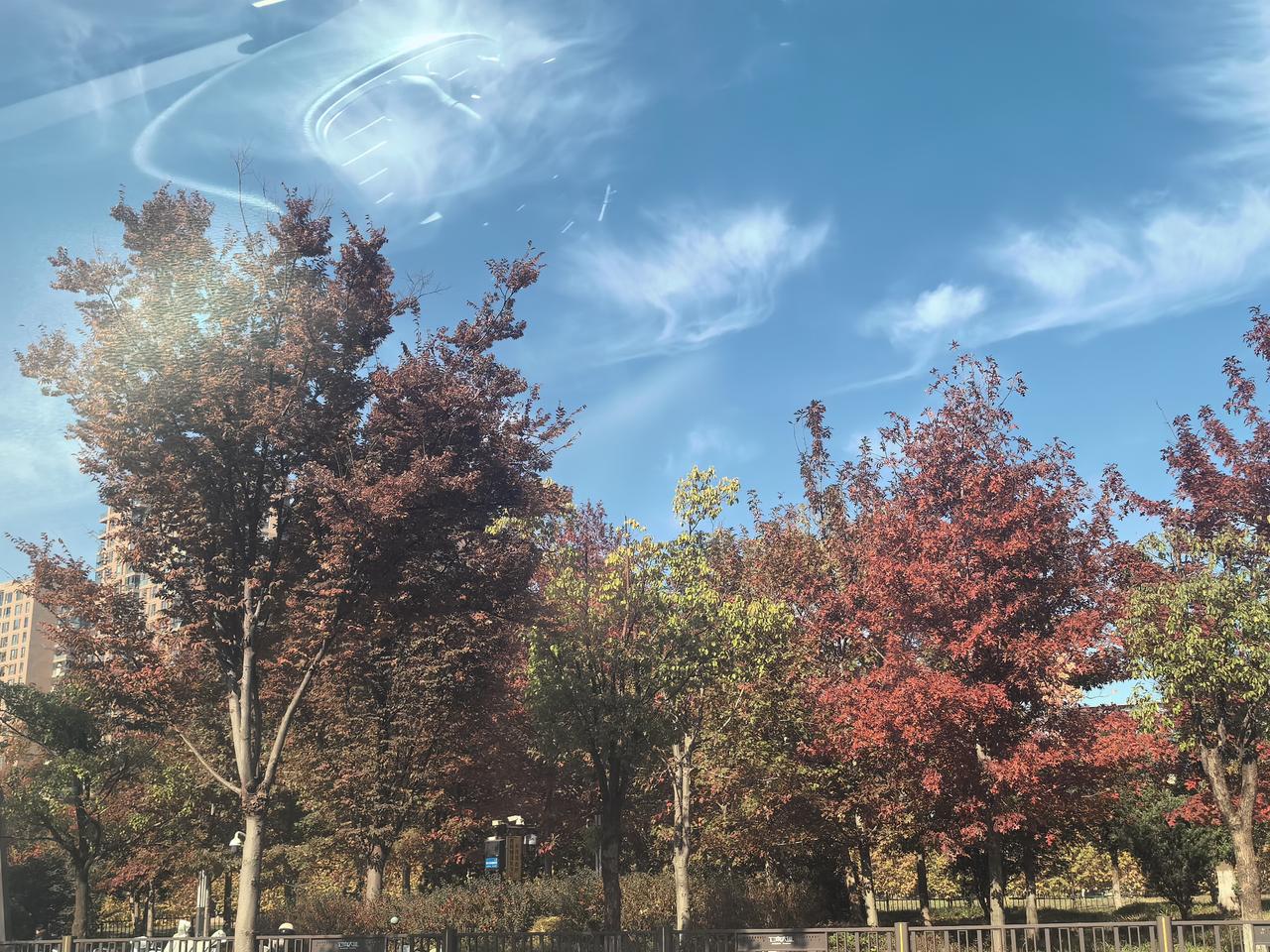 冬日的叶子，为何与天上的白云叫板？