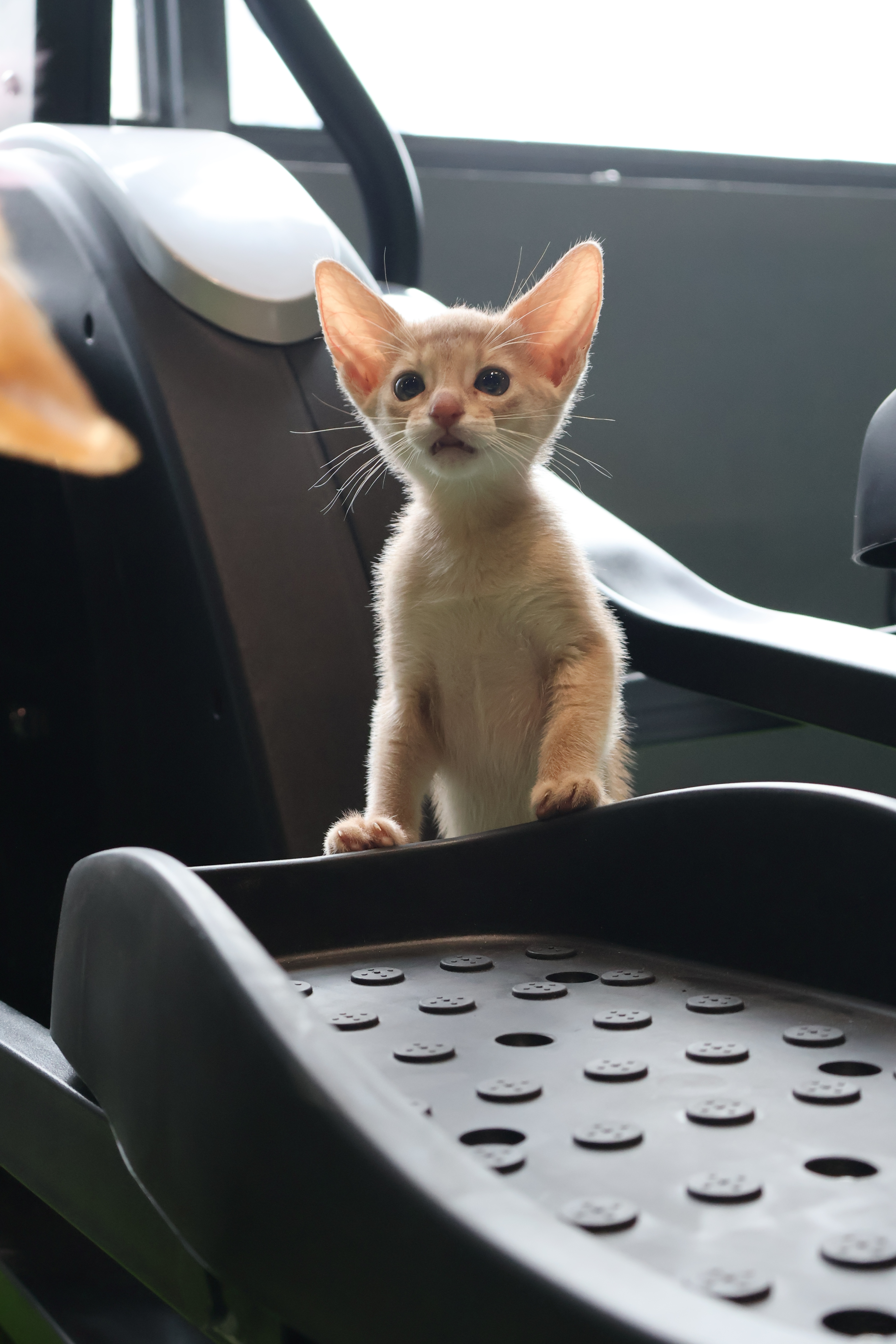 猫儿这个萌[锦鲤附体][锦鲤附体][锦鲤附体][锦鲤附体] ​​​