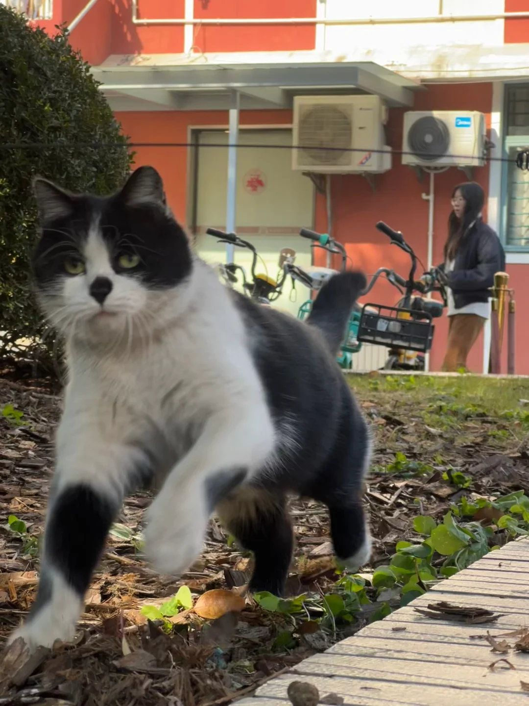 猫怎么能胖成猩猩模样…