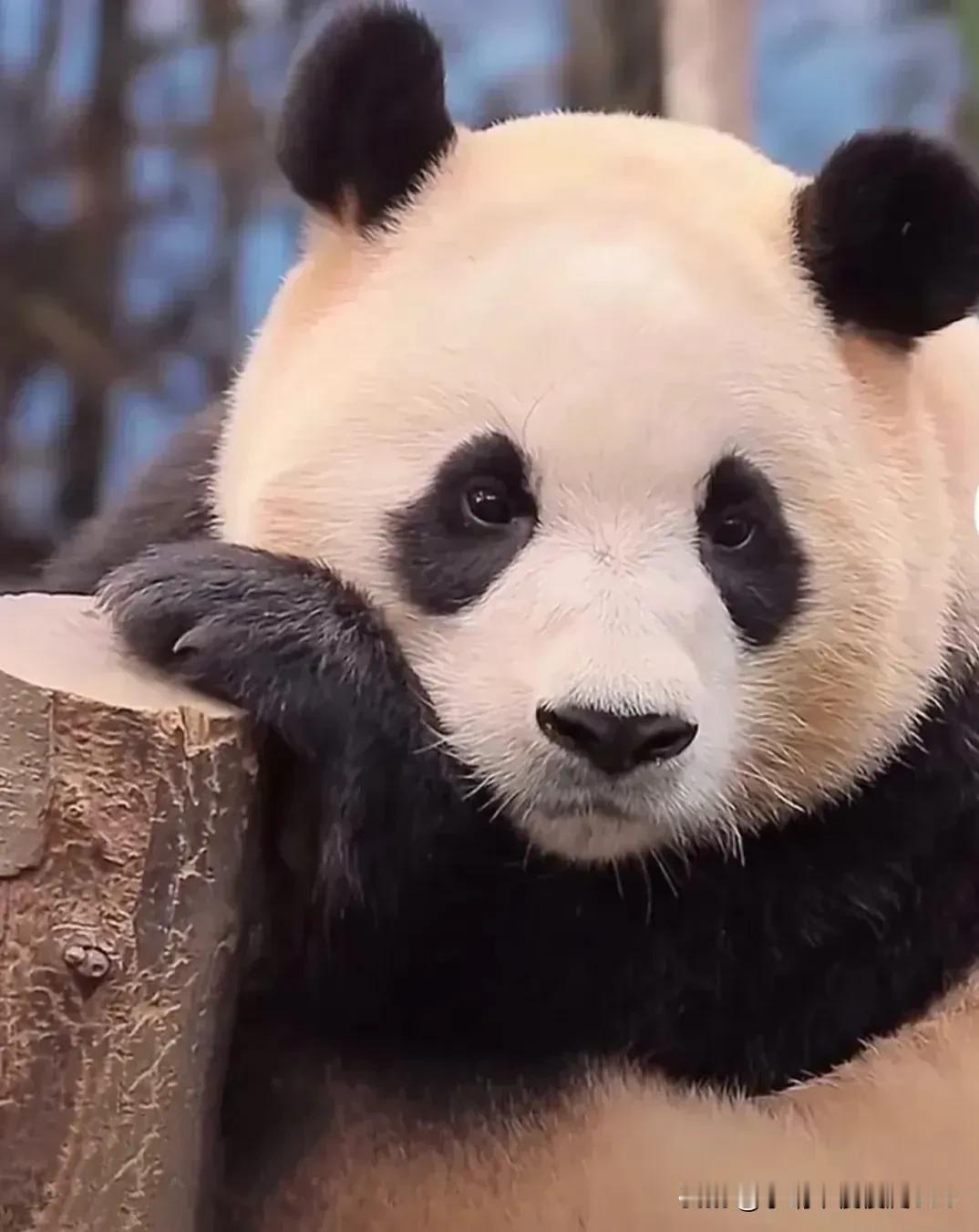 所以下单之前先问是不是发极兔，免得拒收极兔可挣2次费用，最好是商家不发极兔