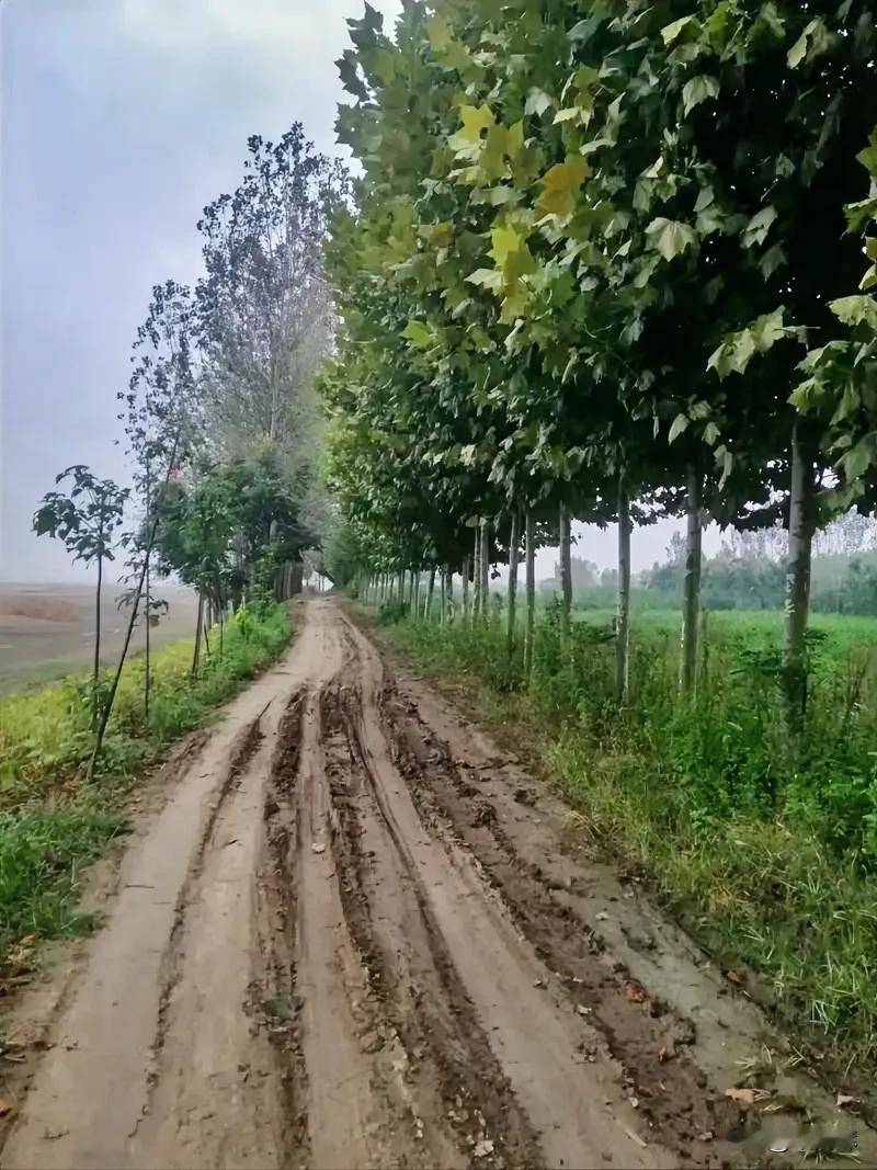春节申遗成功很多人都不懂“近乡情更怯”，但是只要提起春节，许多人都懂了这个道理。