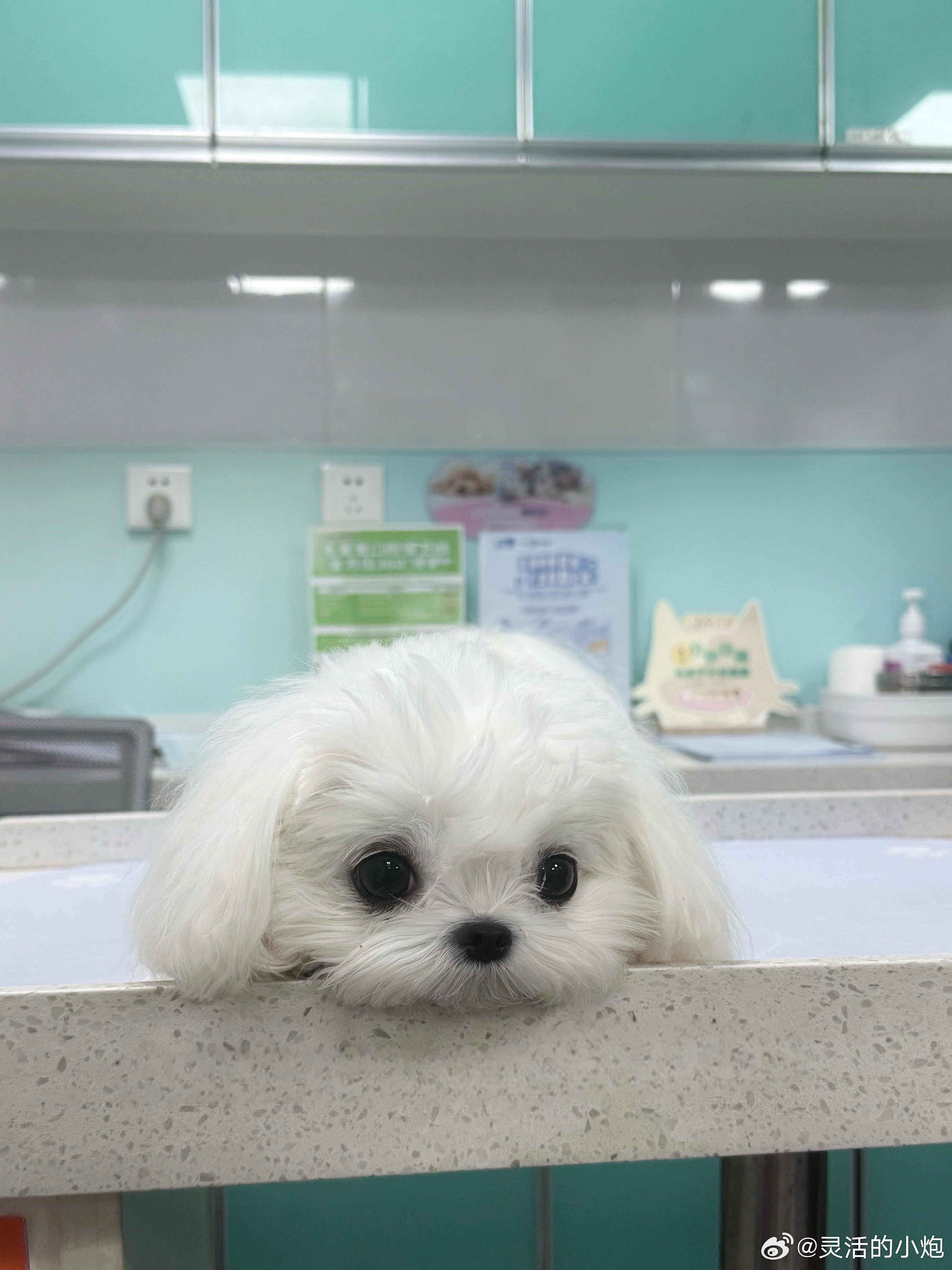 乱吃东西的臭牛牛 