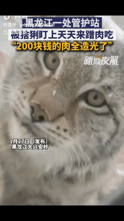 “笑不活了！”黑龙江大兴安岭，一只猞猁在检查站旁溜达，工作人员看它找吃的，顺手扔