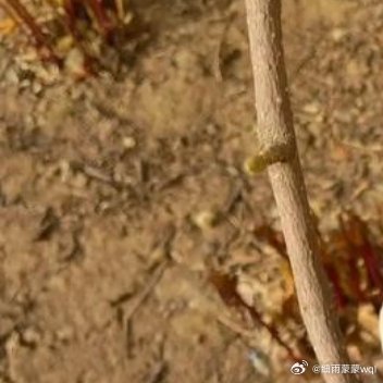 在白开水一样的日子里 多放两勺糖🍬🍬🍬🍬🍬迎接甜甜的春天🍃❀🌱 