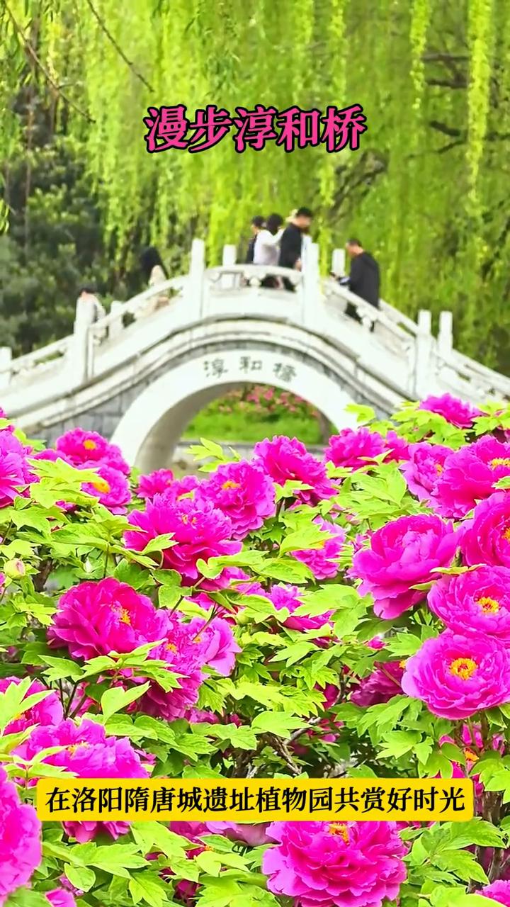 漫步淳和桥。
在洛阳隋唐城遗址植物园共赏好时光。