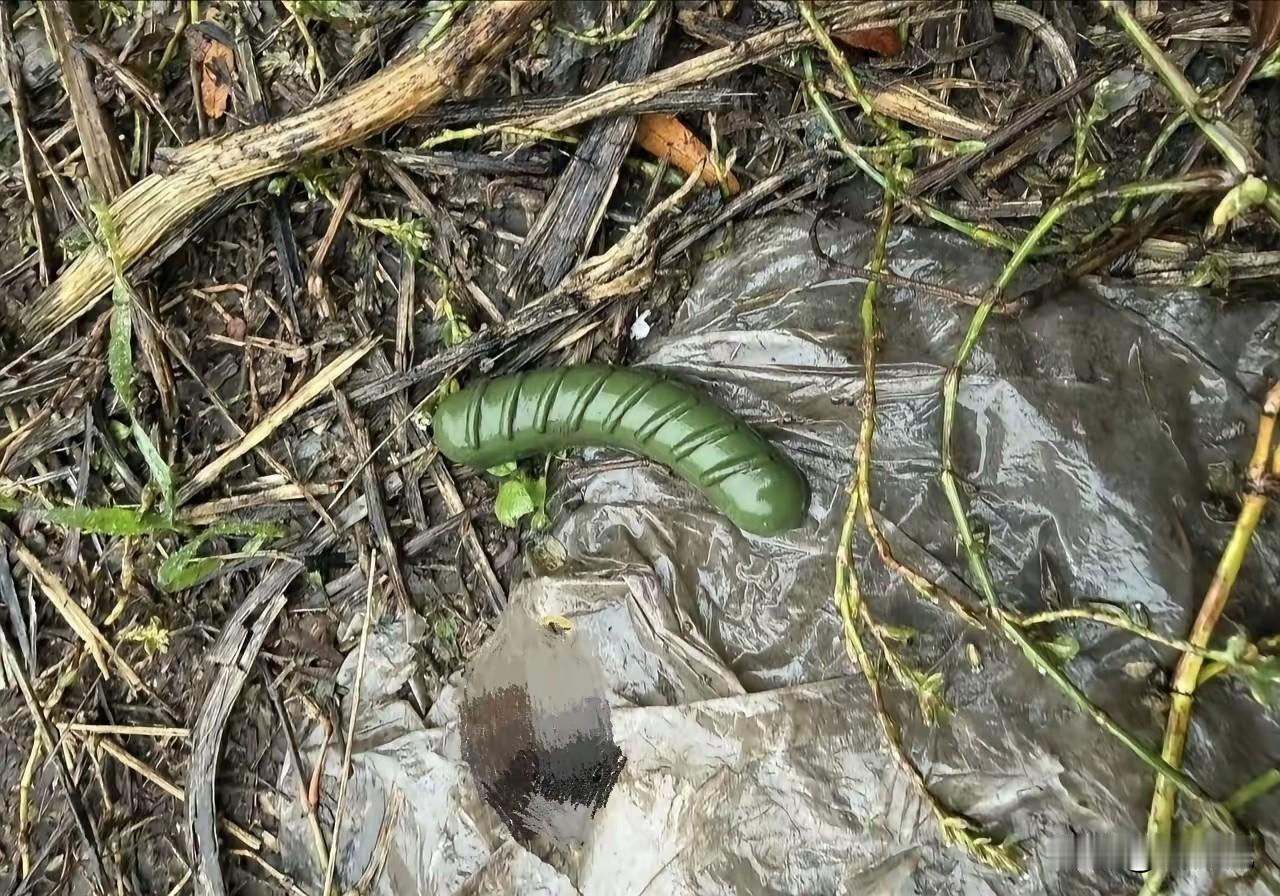 乌军最近搞出新花样，用无人机在前沿区域空投新式地雷。照片上绿油油弯成一截，模样活