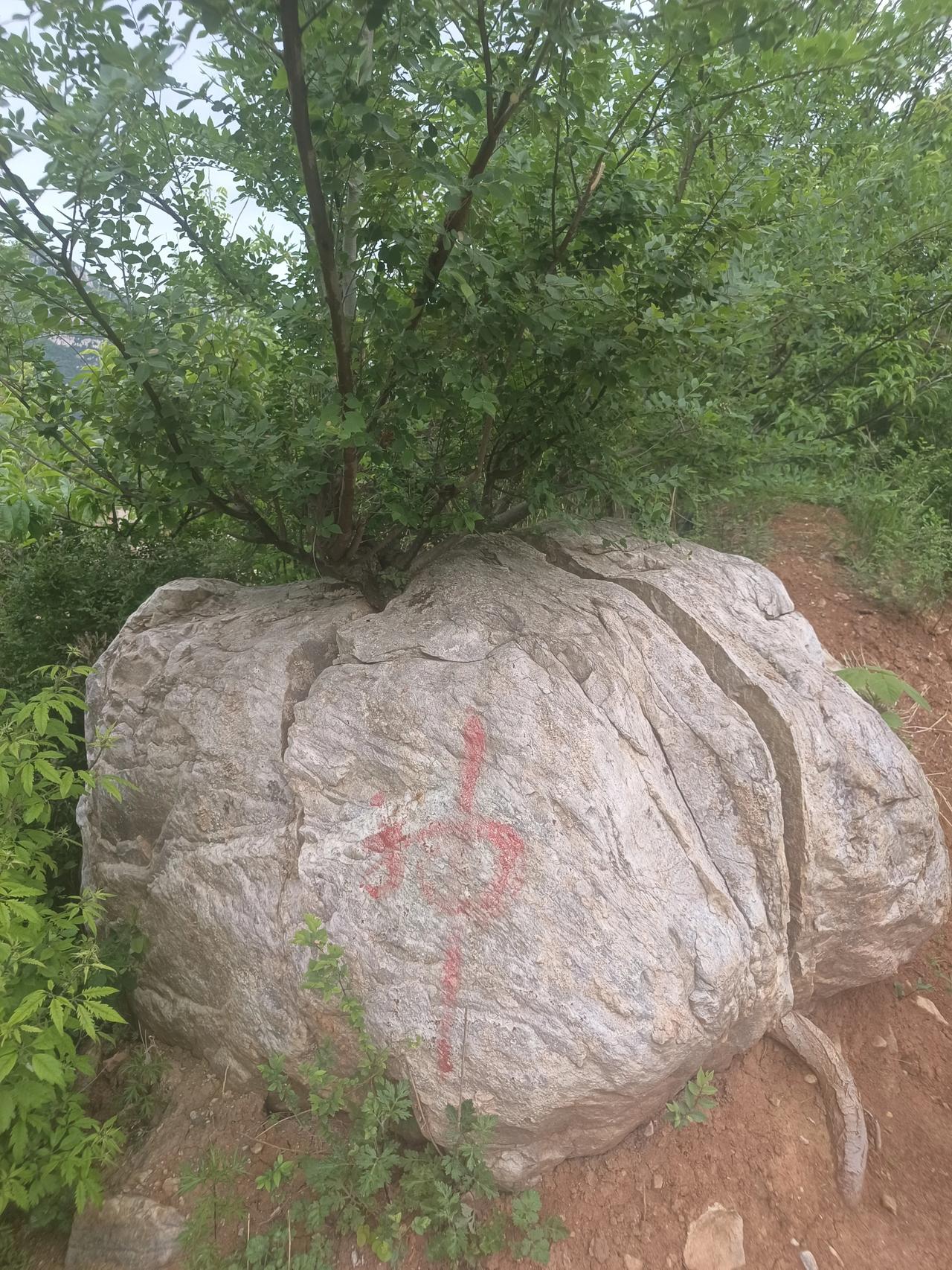 是先有了树还是先有了石？逆境生长，皆是力量
旅途偶遇动人一幕：两棵小树，为奔赴心