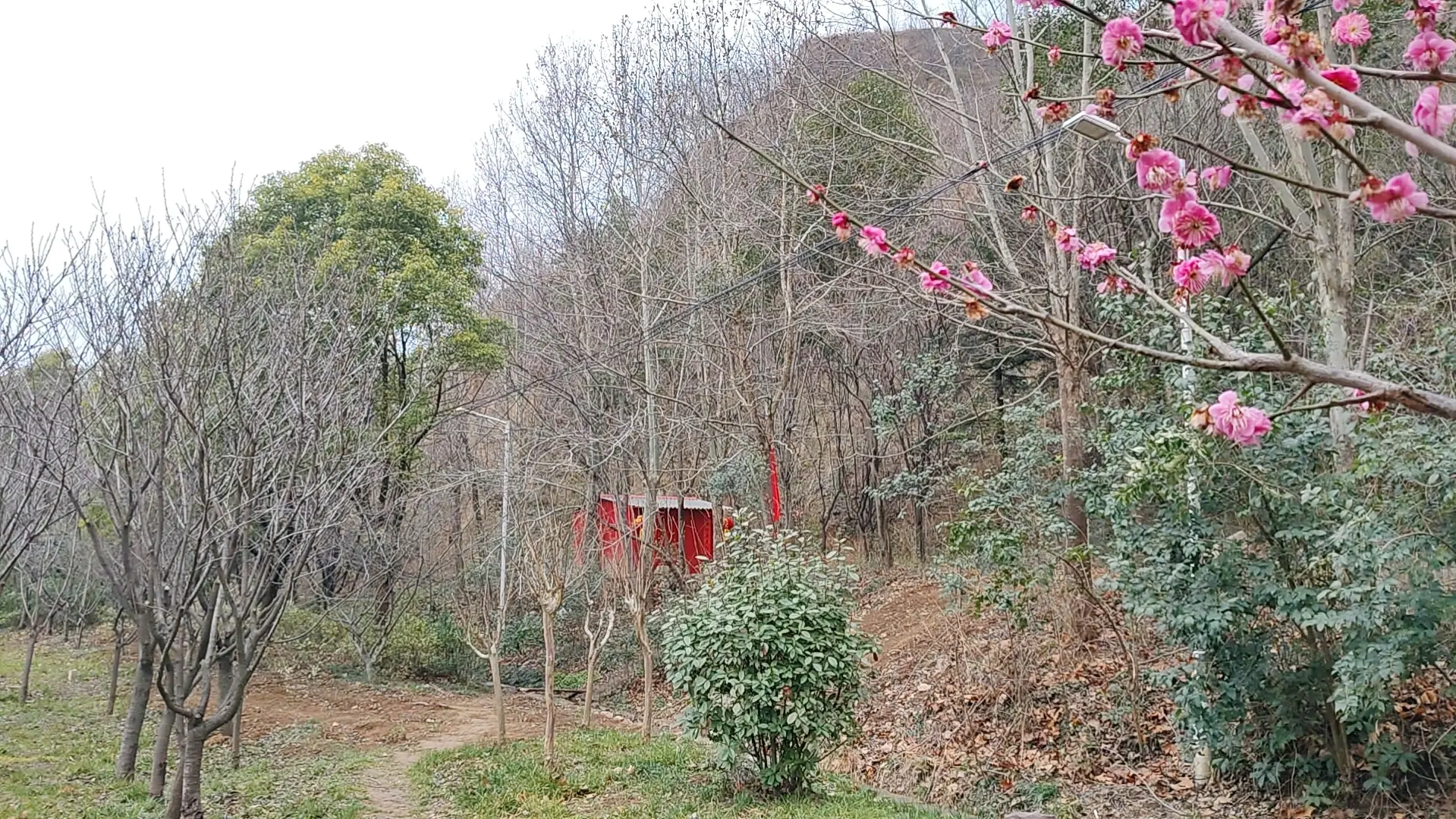 梅花飘飘河清颂。      河清海晏，国泰花开！革命老区，历史名县，河...
