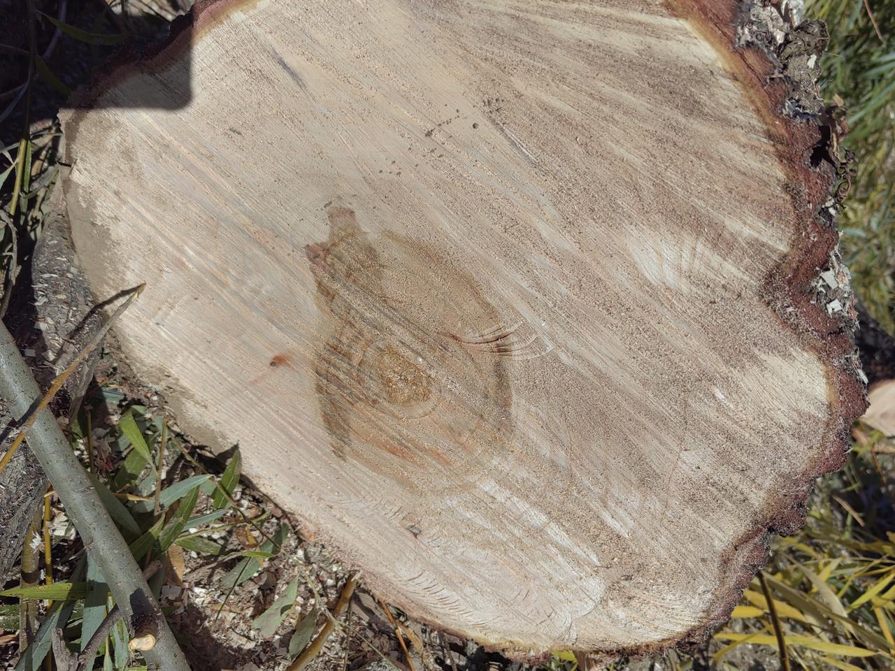 人有年龄原来树也年轮，这真是让我们大开了眼界，但是仔细瞅了半天，硬是没有抽出来树