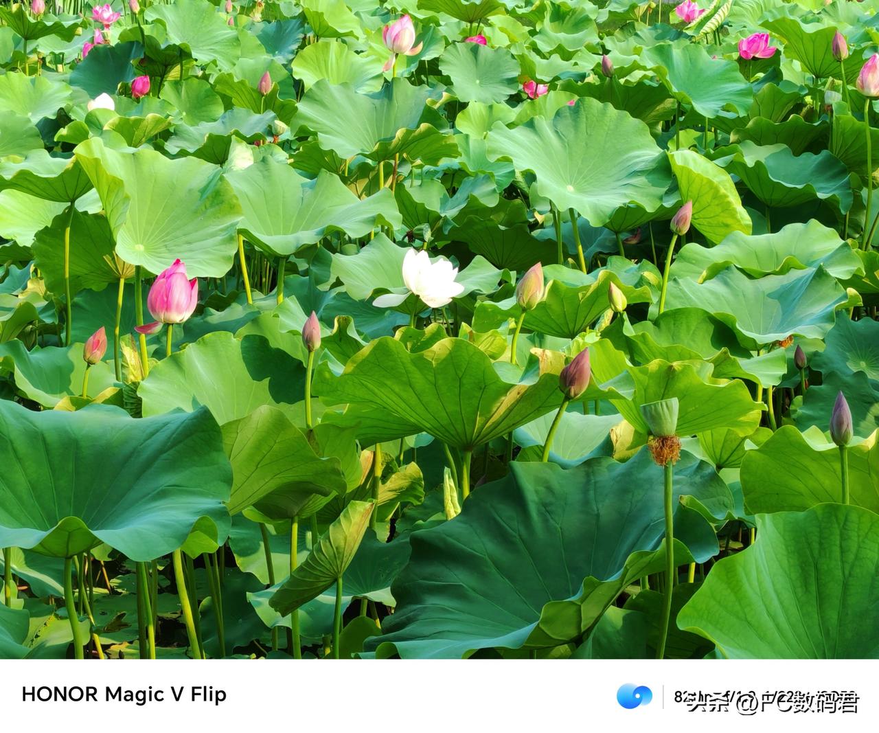 谁说荣耀Magic V Flip拍照不行
   都说小折叠屏有取舍，这话我信，但