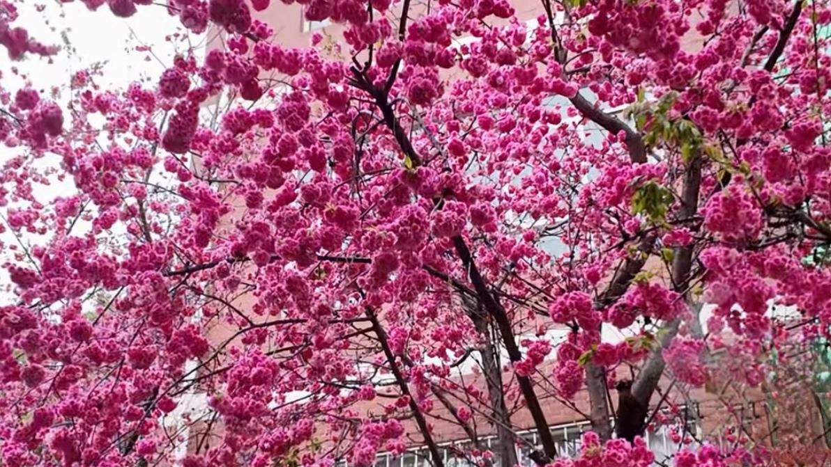 🔥一键开启环滇赏花游！昆明春日天花板路线来了。一键解锁昆明最美春天！环滇公路串